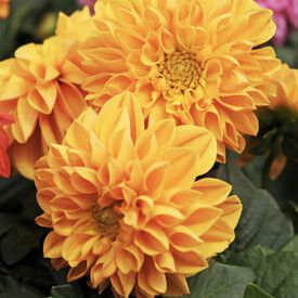 Orange Shades Figaro, Dahlia Seeds
